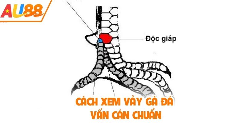 Cách chọn vảy gà đá vấn cán chuẩn